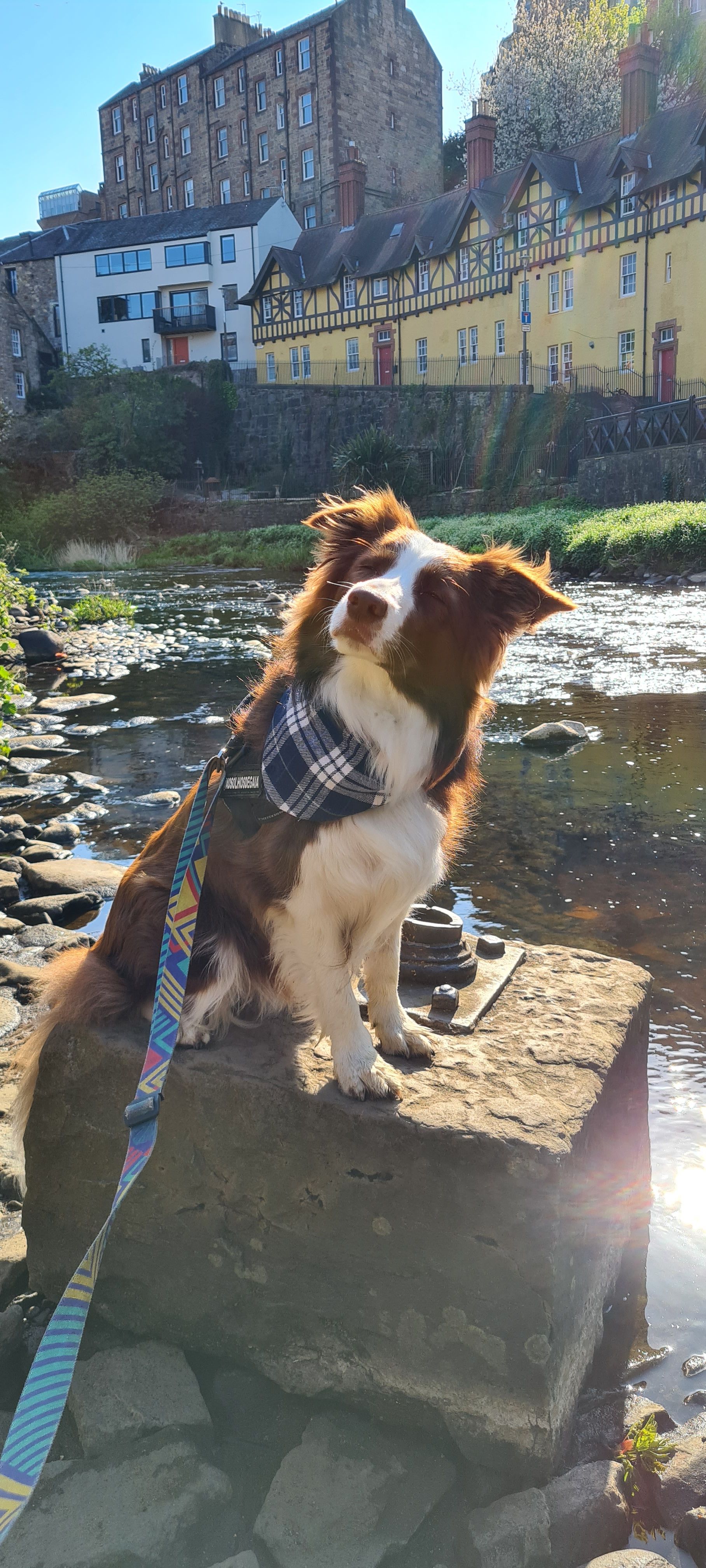 5-Day Dog Trip to Edinburgh and the Scottish Highlands