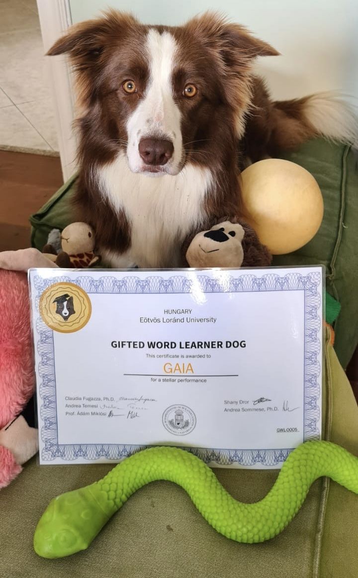 Genius Dog Challenge - what it is and how Gaia joined the project