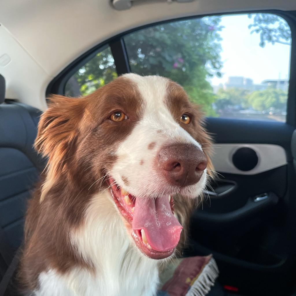 Renting a Car with a Dog