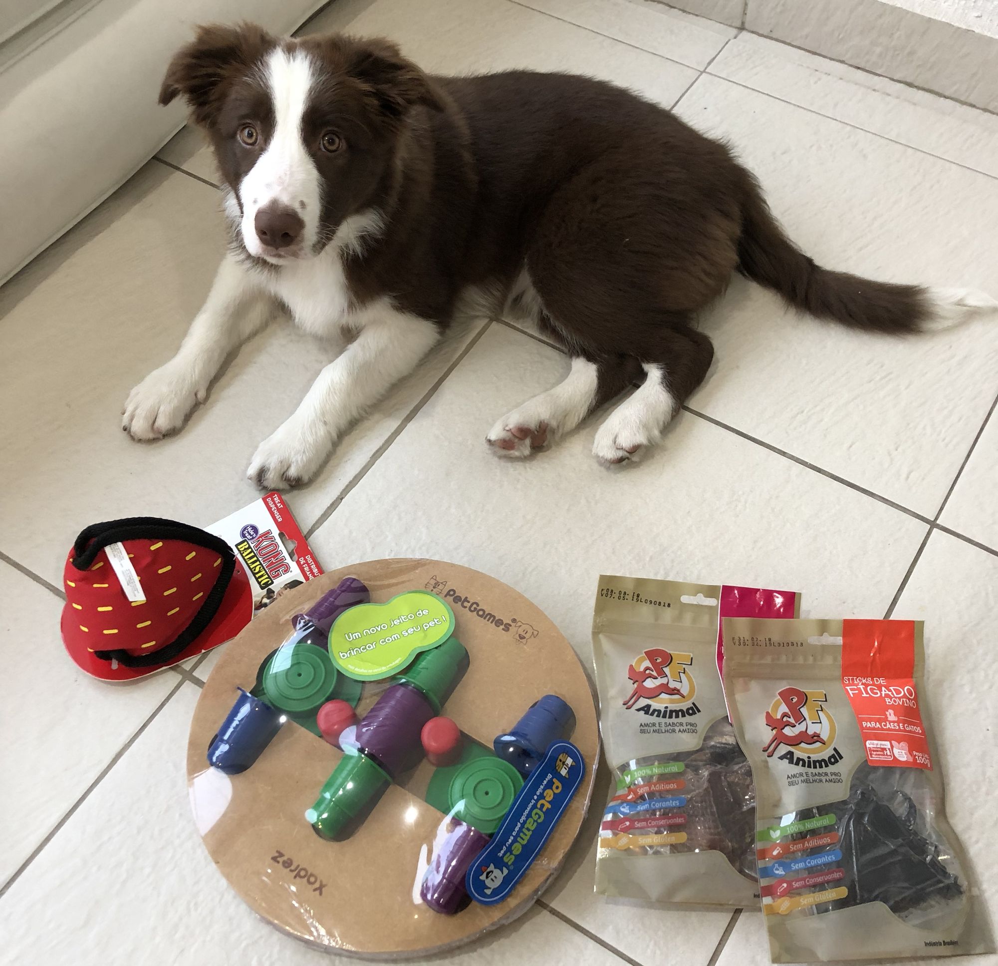 Tasty and Mental Enrichment Ideas for Your Dog