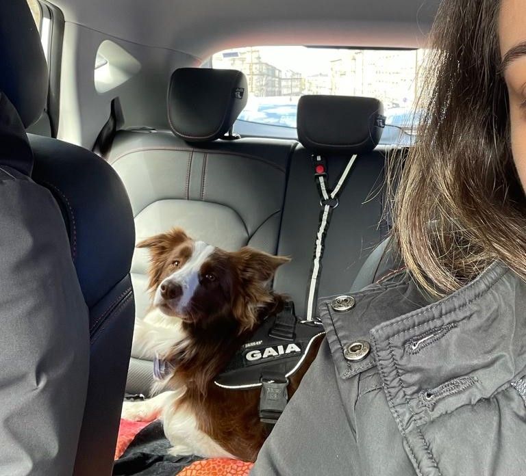 Renting a Car with a Dog