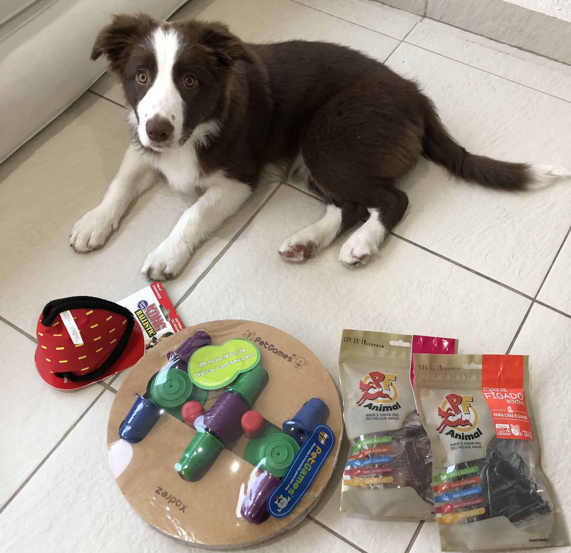 Enhancing Your Dog's Well-being: 5 Types of Environmental Enrichment for Dogs