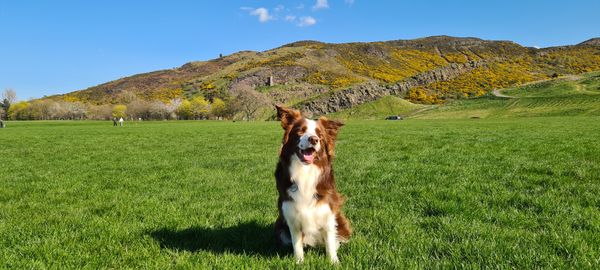 5-Day Dog Trip to Edinburgh and the Scottish Highlands