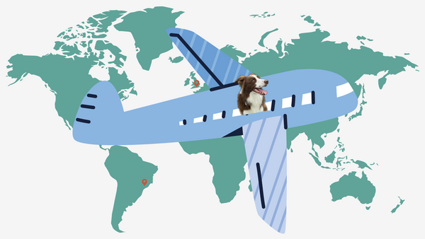Travelling by Plane with your Pet: DURING the Trip